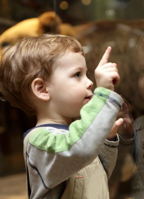 petit garçon dans un musée en train d'observer des animaux empaillé