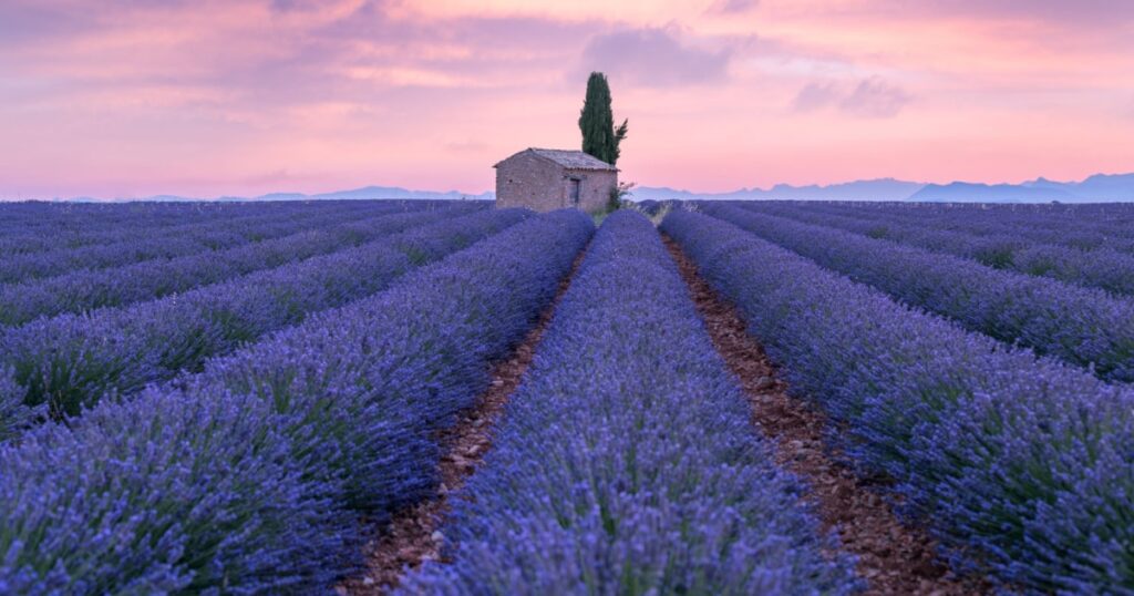 champs de lavande avec une petite maison en pierre et un ciprès au milieu